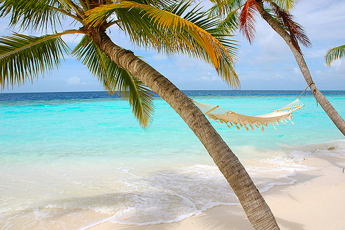 Beach with palm trees